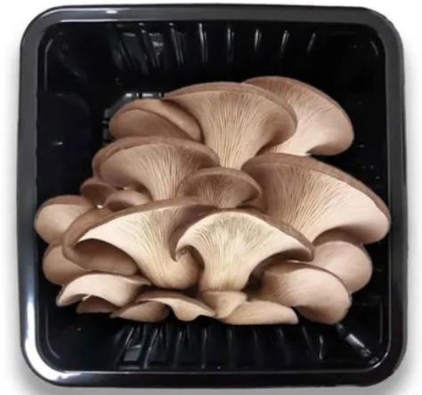 D&D Mushroom