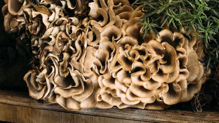 mushroom 