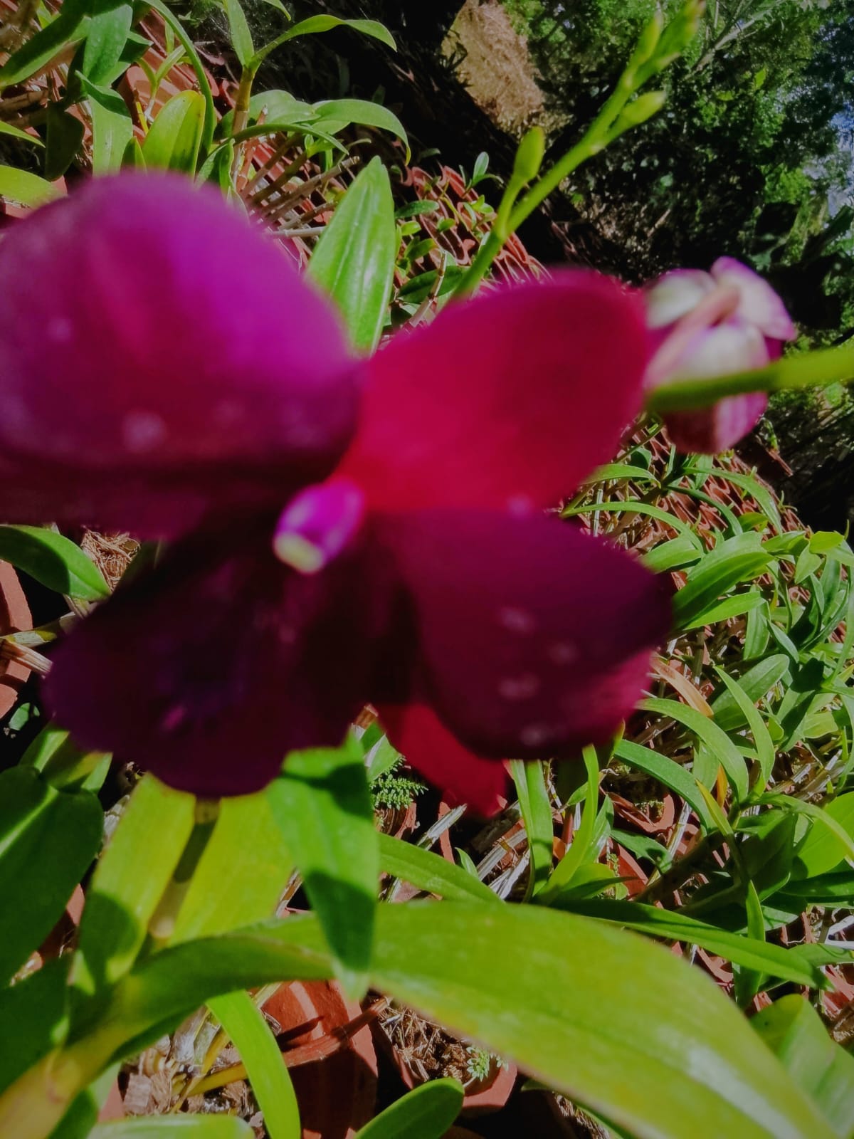 Orchids 