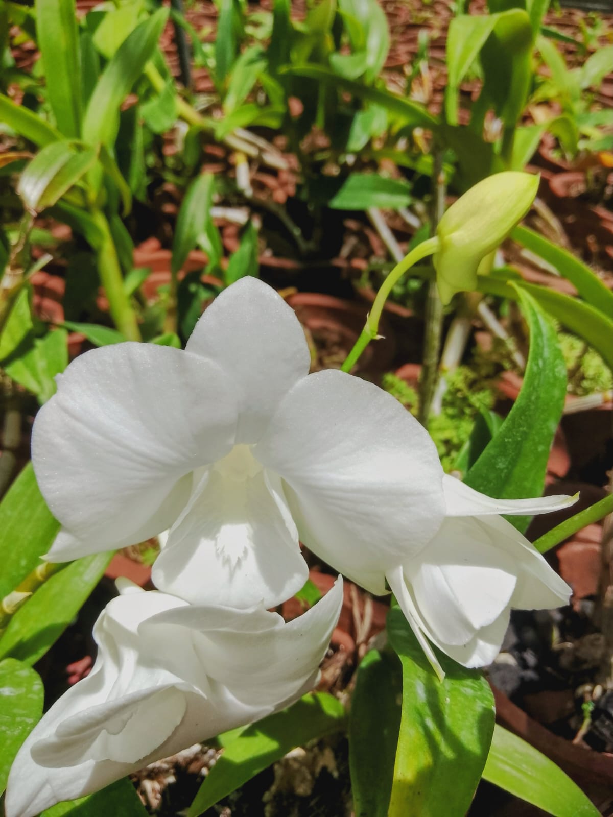 Orchids 
